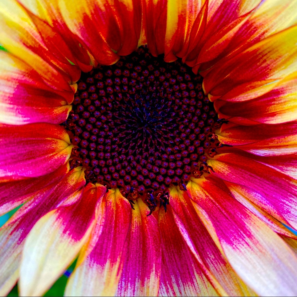 FLOWER 🌻 POWER
